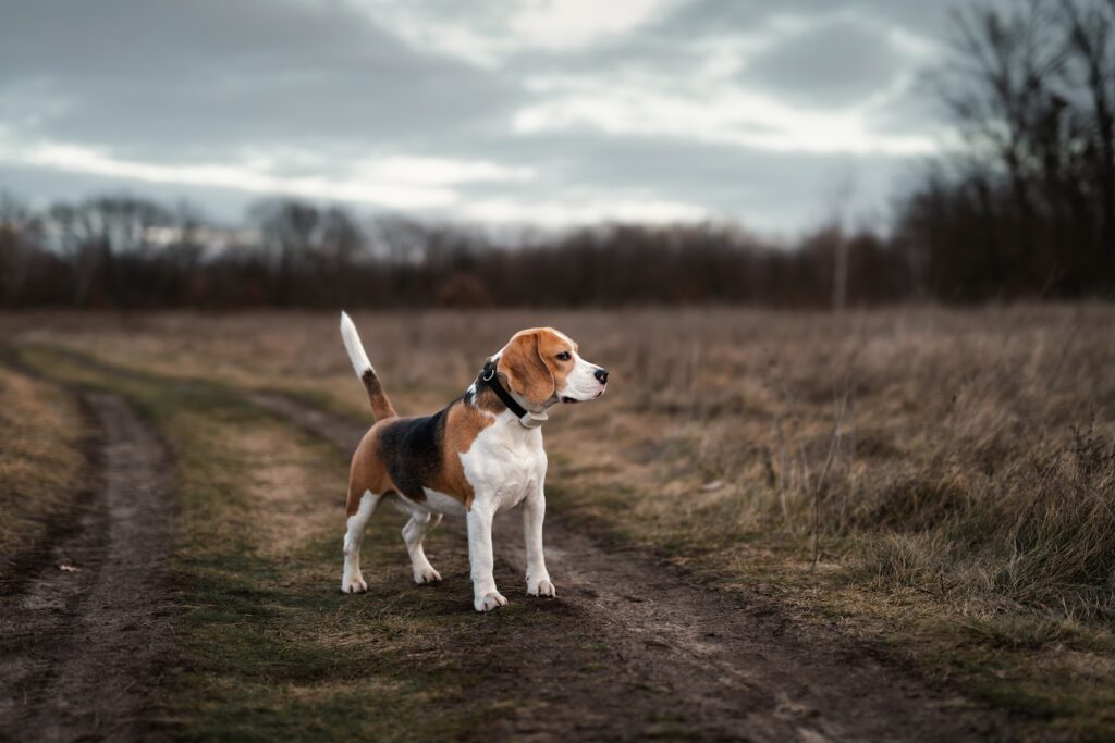 dog in english field