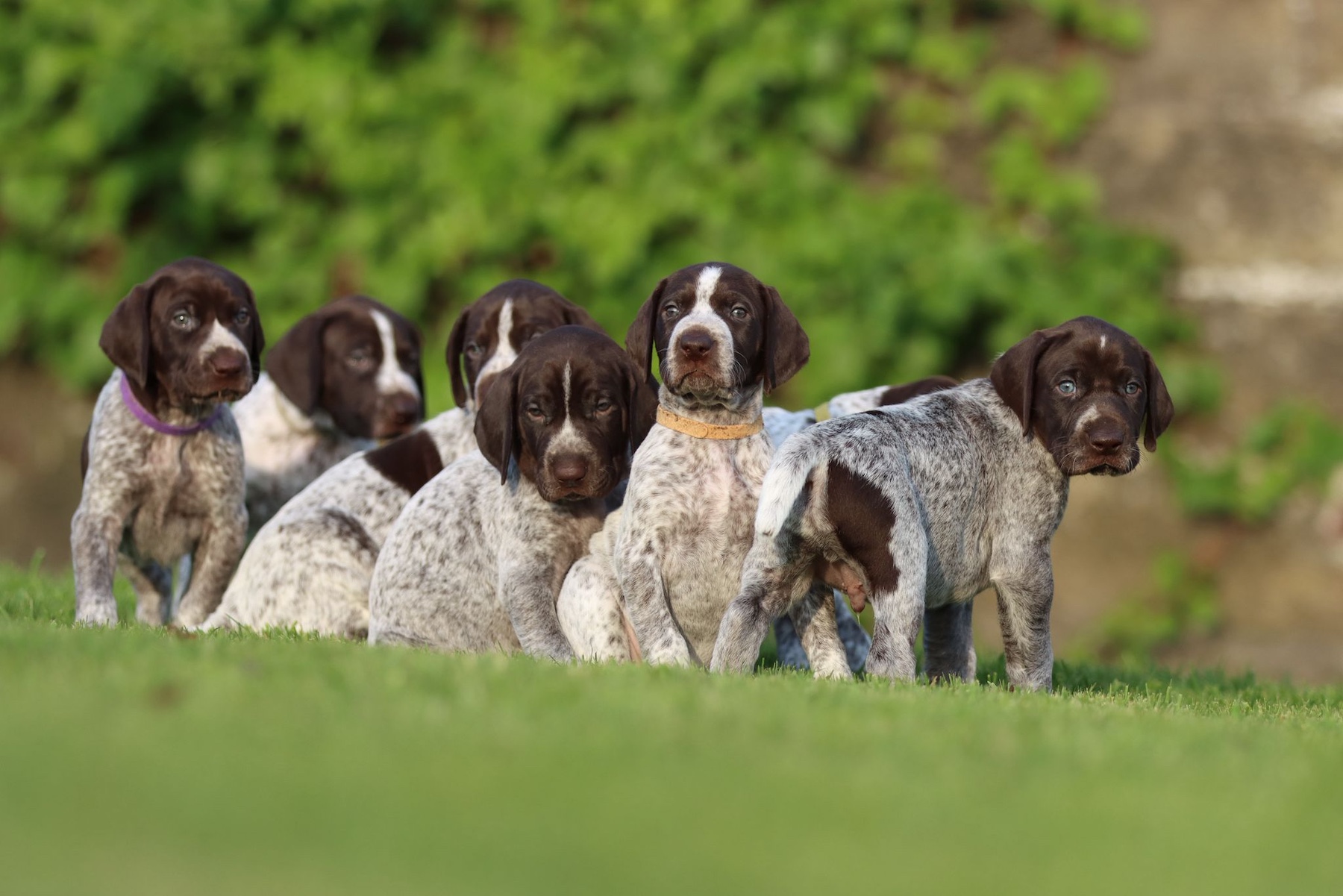 Dog Fertility