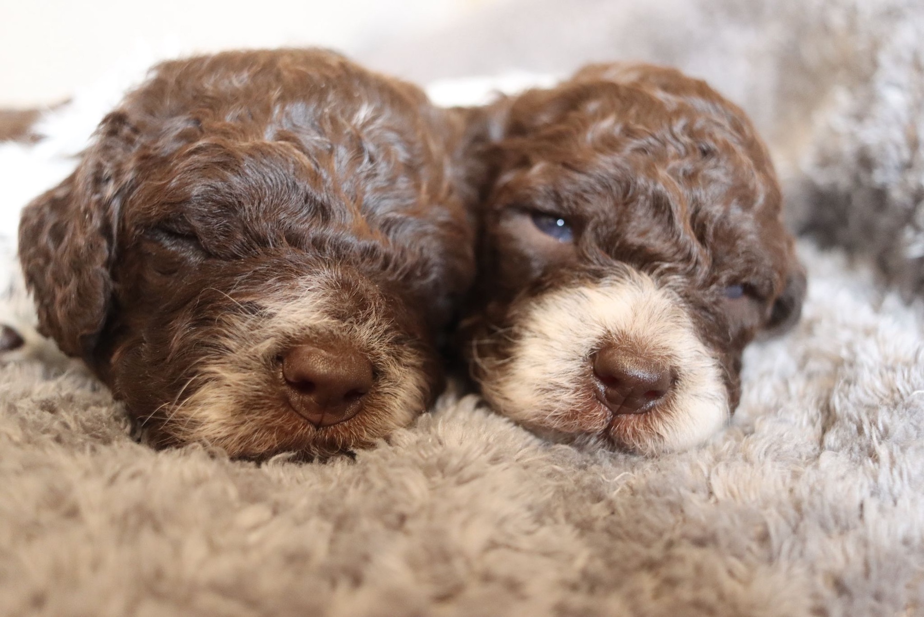 puppies