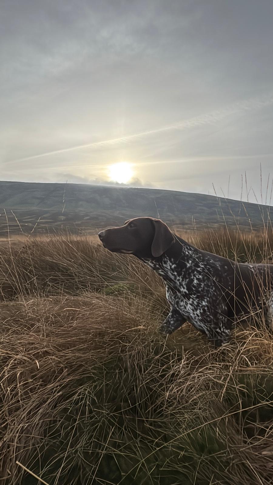 working dog in the hills